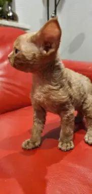 Ken Love Extreme Devon Rex 7