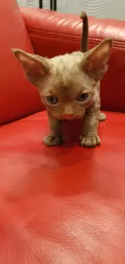 Ken Love Extreme Devon Rex 8