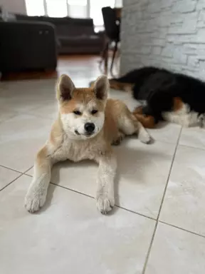 Akita inu Akita japońska szczeniak suczka do płatnej adopcji 3