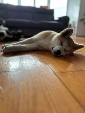 Akita inu Akita japońska szczeniak suczka do płatnej adopcji 2