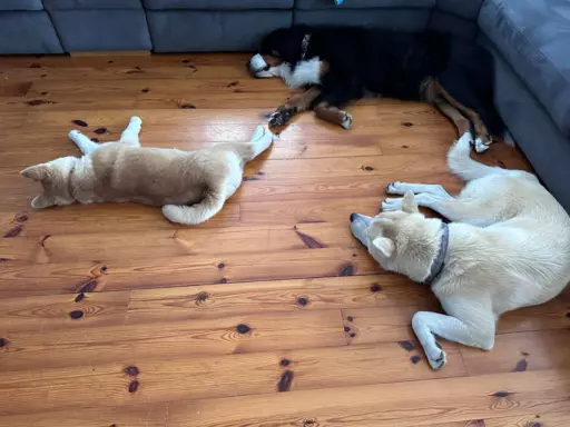 Akita inu Akita japońska szczeniak suczka do płatnej adopcji 4