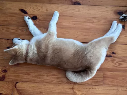 Akita inu Akita japońska szczeniak suczka do płatnej adopcji 5
