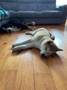 Akita inu Akita japońska szczeniak suczka do płatnej adopcji 6