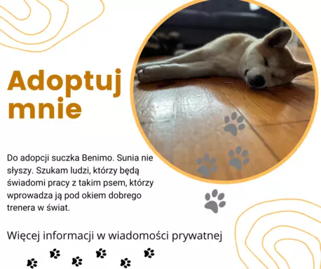 Akita inu Akita japońska szczeniak suczka do płatnej adopcji 1