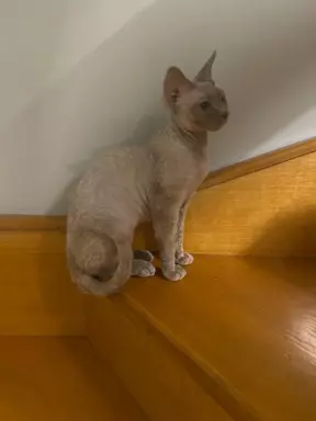 Liliowy kocurek devon rex 1
