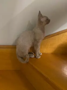 Liliowy kocurek devon rex 2