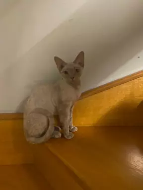 Liliowy kocurek devon rex 3