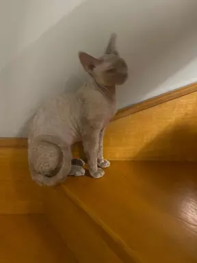 Liliowy kocurek devon rex 4