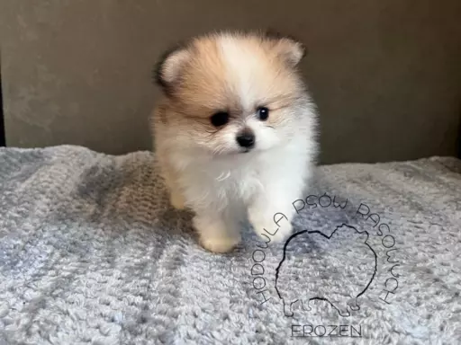 Szpic Miniaturowy, Pomeranian 3