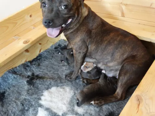 Staffordshire Bull Terrier 8