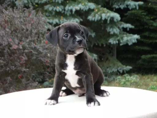 Staffordshire Bull Terrier 1
