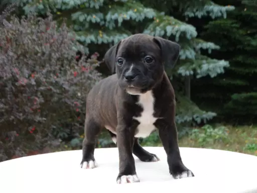 Staffordshire Bull Terrier 2