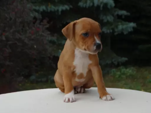 Staffordshire Bull Terrier 3