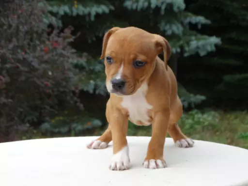 Staffordshire Bull Terrier 4