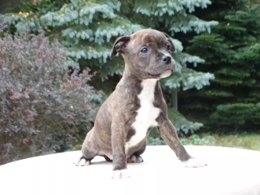 Staffordshire Bull Terrier 5