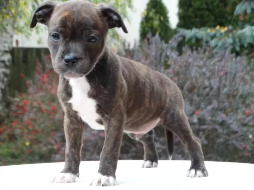 Staffordshire Bull Terrier 6