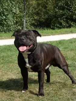 Staffordshire Bull Terrier 7