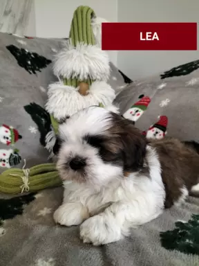 Cudne szczenięta rasy Shih tzu gotowe do zmiany domku 1