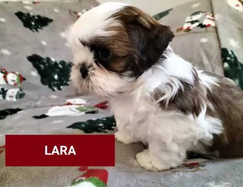 Cudne szczenięta rasy Shih tzu gotowe do zmiany domku 2