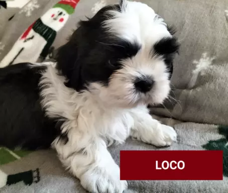 Cudne szczenięta rasy Shih tzu gotowe do zmiany domku 3
