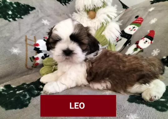 Cudne szczenięta rasy Shih tzu gotowe do zmiany domku 4