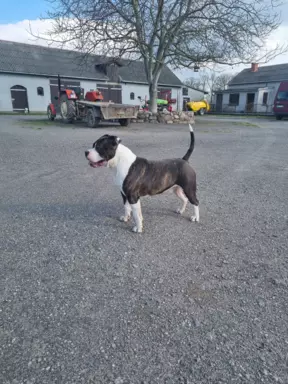 Amstaff suczka 8