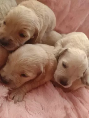 Sprzedam piękne szczenięta Golden retriever złote i biszkopt 2