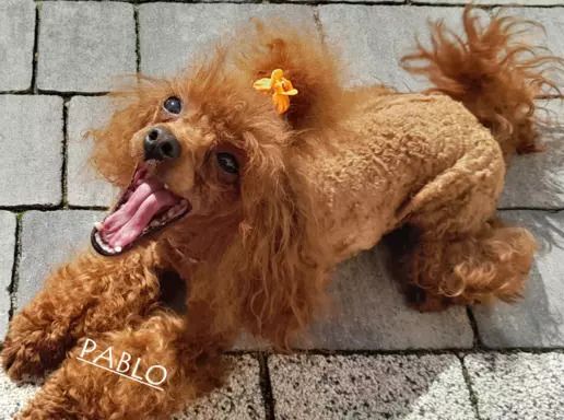 pudelki TOY-maluszki-BADANIA GENETYCZNE-ODBIÓR 15 GRUDNIA 9
