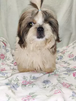 Śliczne shih tzu chłopaki 2