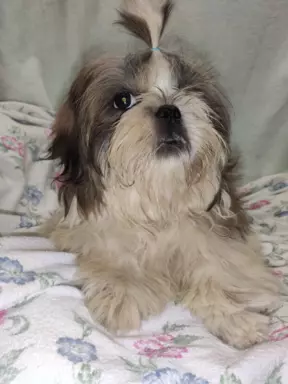 Śliczne shih tzu chłopaki 3
