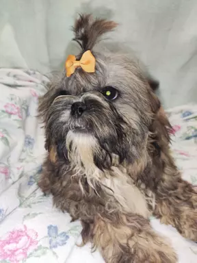 Śliczne shih tzu chłopaki 4
