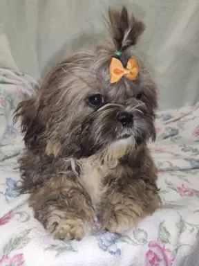 Śliczne shih tzu chłopaki 1