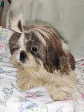 Śliczne shih tzu chłopaki 5