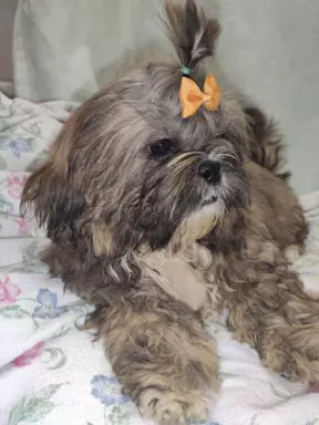 Śliczne shih tzu chłopaki 6