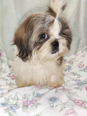 Śliczne shih tzu chłopaki 7