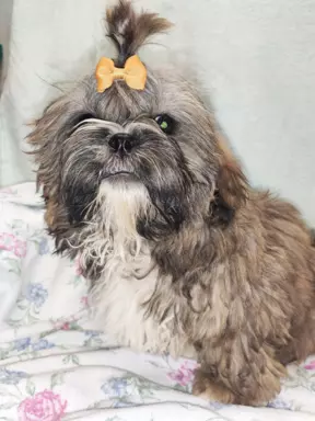Śliczne shih tzu chłopaki 8