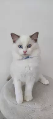 Kocurek blue bicolor 2