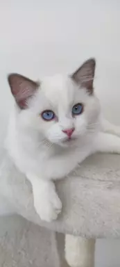 Kocurek blue bicolor 3