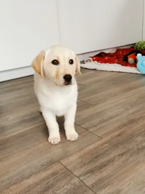 Labrador Retriever suczka biszkoptowa gotowa do odbioru 3