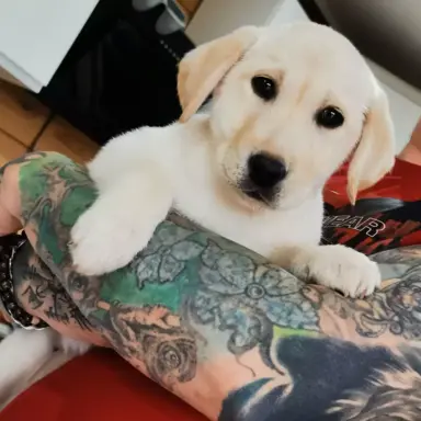 Labrador Retriever suczka biszkoptowa gotowa do odbioru 4