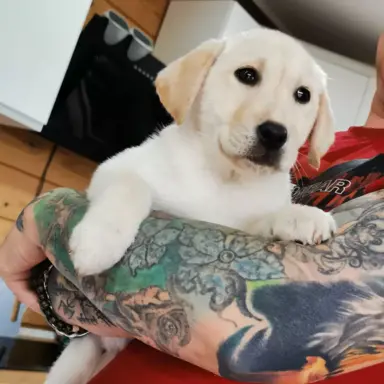 Labrador Retriever suczka biszkoptowa gotowa do odbioru 2