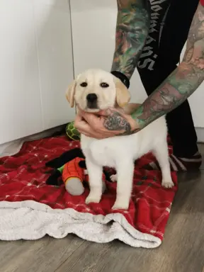 Labrador Retriever suczka biszkoptowa gotowa do odbioru 1