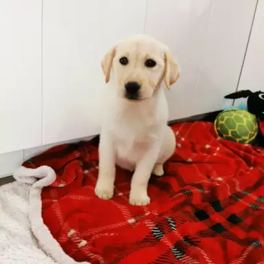 Labrador Retriever suczka biszkoptowa gotowa do odbioru 5