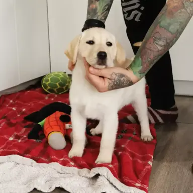 Labrador Retriever suczka biszkoptowa gotowa do odbioru 6