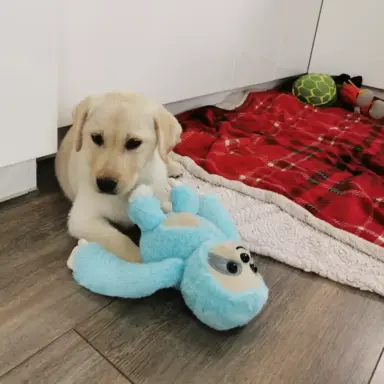 Labrador Retriever suczka biszkoptowa gotowa do odbioru 7