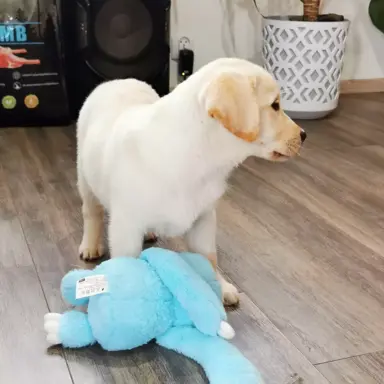 Labrador Retriever suczka biszkoptowa gotowa do odbioru 8