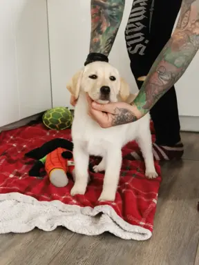 Labrador Retriever suczka biszkoptowa gotowa do odbioru 9