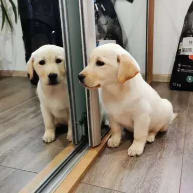 Labrador Retriever suczka biszkoptowa gotowa do odbioru 10