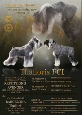 Sznaucer Miniaturowy pieprz i sól ZKwP FCI 2
