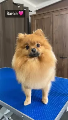 Pomeranian/ Szpic miniaturowy suczka 3